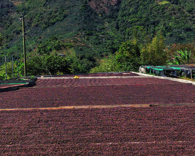 Costa Rica Finca Monte Alto