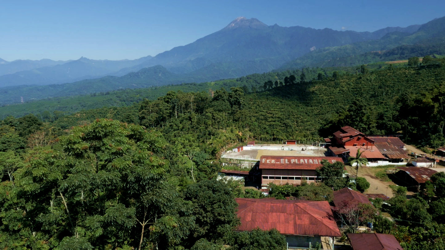 Guatemala Finca El Platanillo (Geisha)