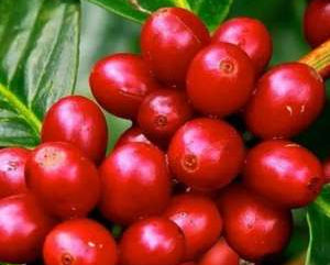 Brazil Tropical Bahia