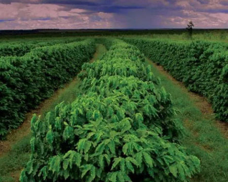 Brazil Tropical Bahia