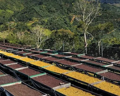 Costa Rica Finca Monte Alto