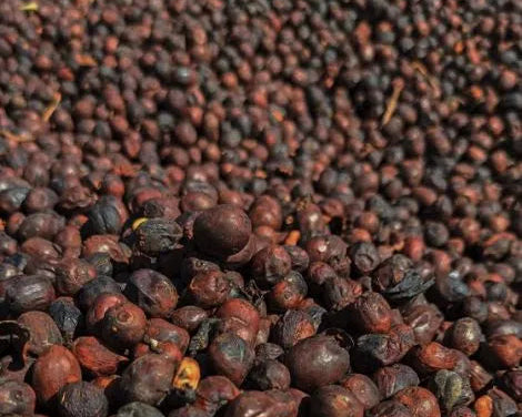 Costa Rica Finca Monte Alto