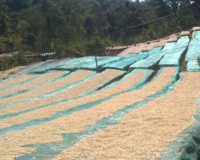 Ethiopia Yirgacheffe