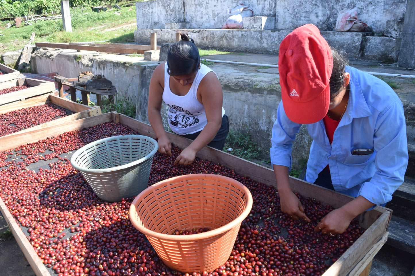 Guatemala Finca El Platanillo (Geisha)