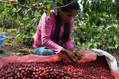 Guatemala Finca El Platanillo (Geisha)