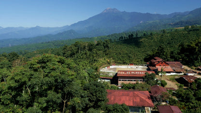 Guatemala Finca El Platanillo (Geisha)