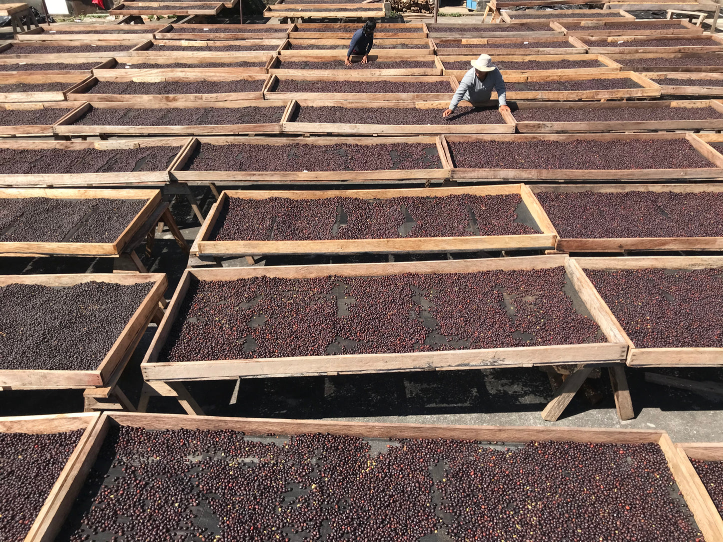 Guatemala Finca El Platanillo (Geisha)