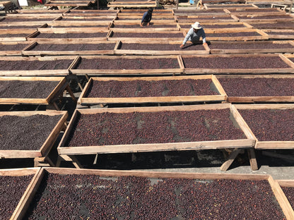 Guatemala Finca El Platanillo (Geisha)