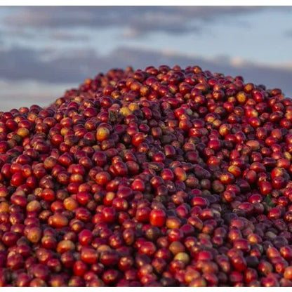 Zambia Kateshi Estate