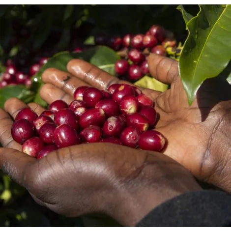 Zambia Kateshi Estate